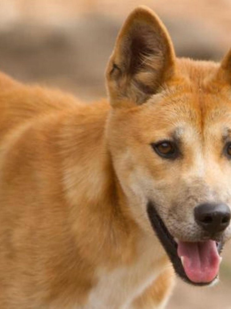 Dingo Dog Breed Image 13