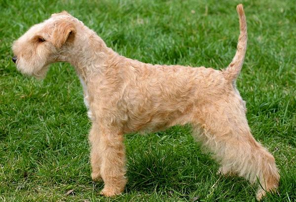 Lakeland Terrier Dog Breed Image 13