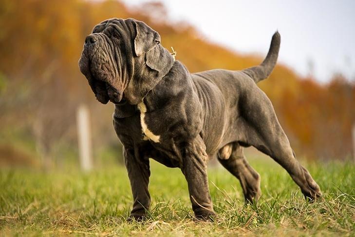 Neapolitan Mastiff Dog Breed Image 13