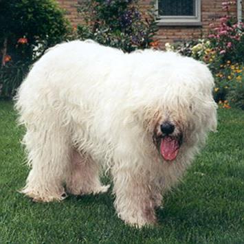 South Russian Ovcharka Dog Breed Image 13