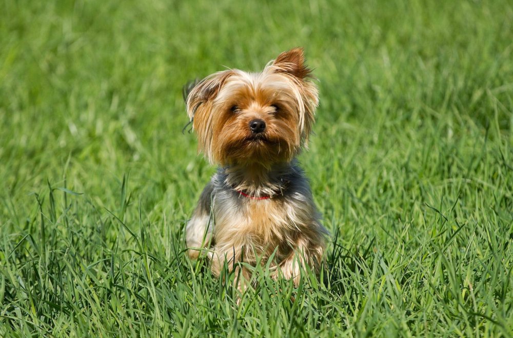 Yorkshire Terrier Dog Breed Image 13