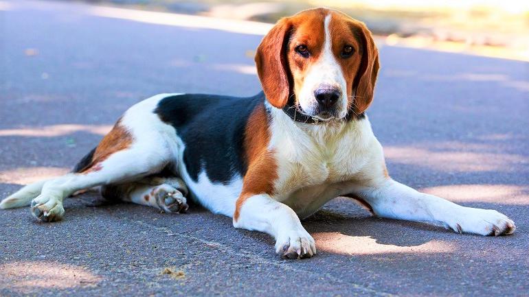 American Foxhound Dog Breed Image 13