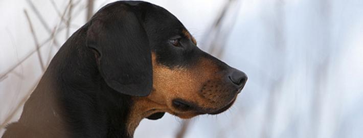 Austrian Black and Tan Hound Dog Breed Image 13