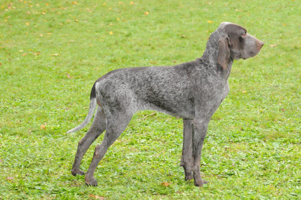 Burgos Pointer Dog Breed Image 13