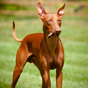 Cirneco dell'Etna Dog Breed Image 13