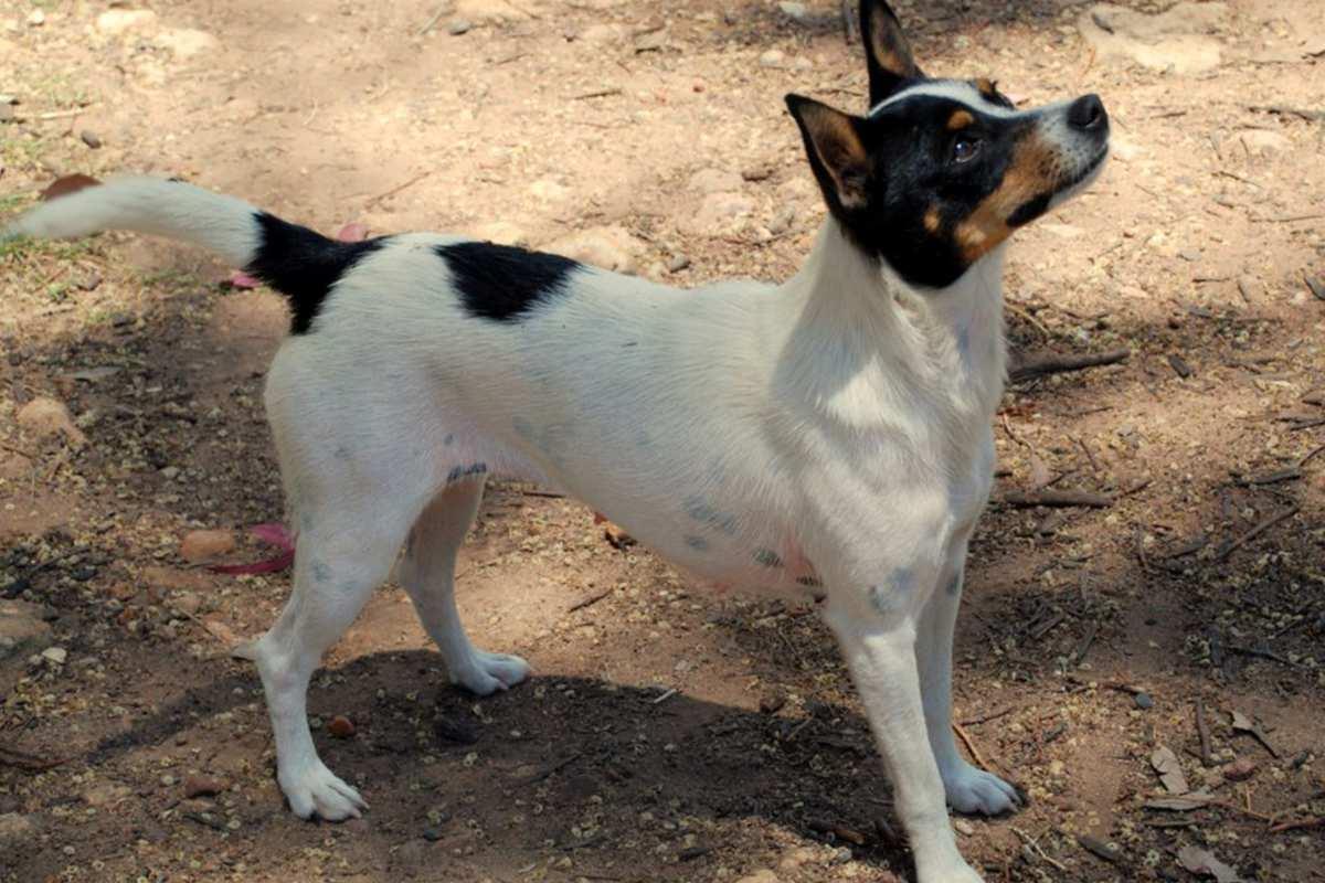 Miniature Fox Terrier Dog Breed Image 13