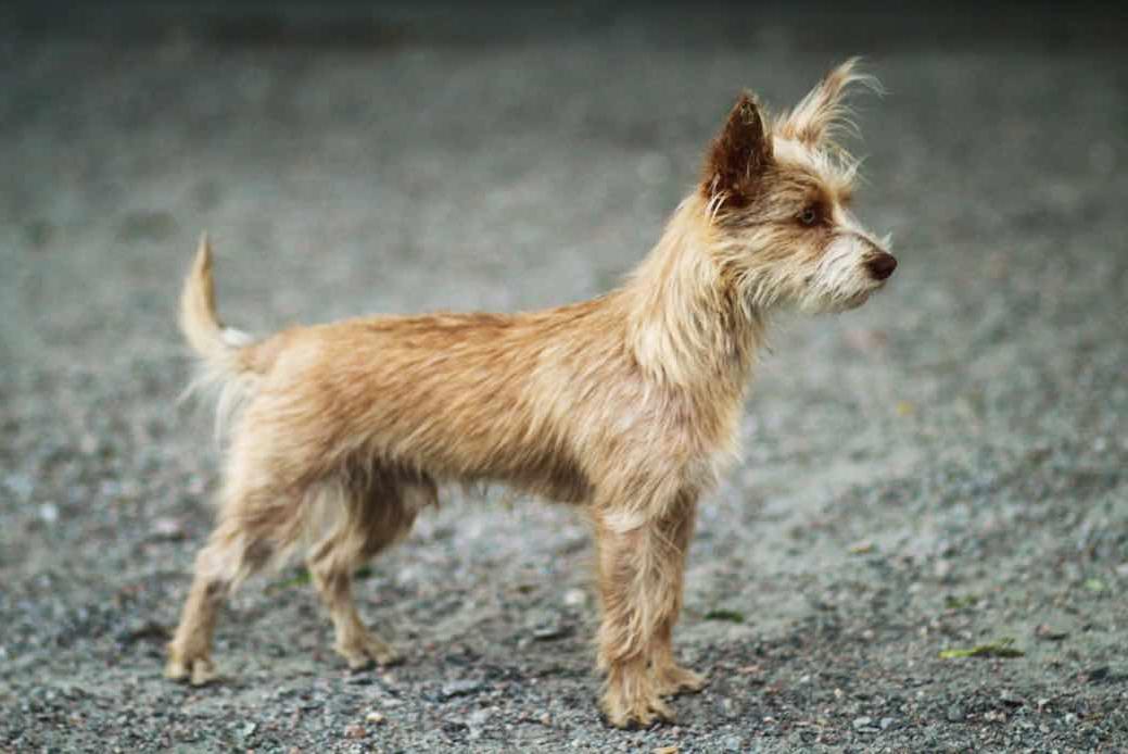 Portuguese Podengo Dog Breed Image 13