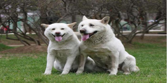 Pungsan Dog Breed Image 13