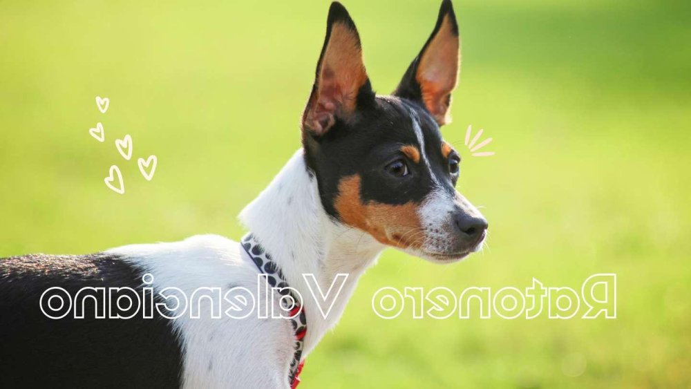 Ratonero Valenciano Dog Breed Image 13