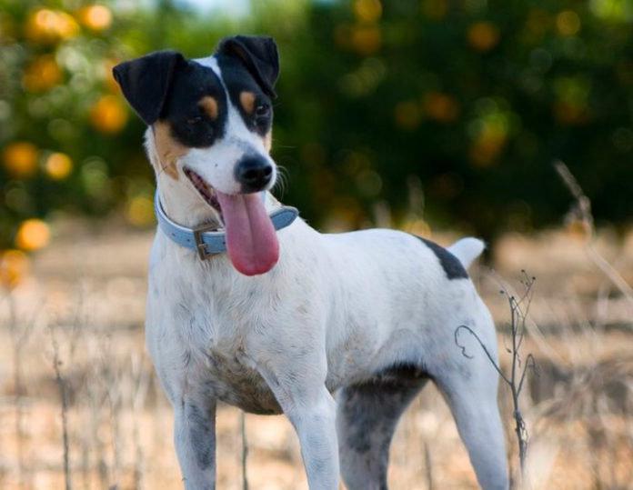 Terrier Brasileiro Dog Breed Image 14