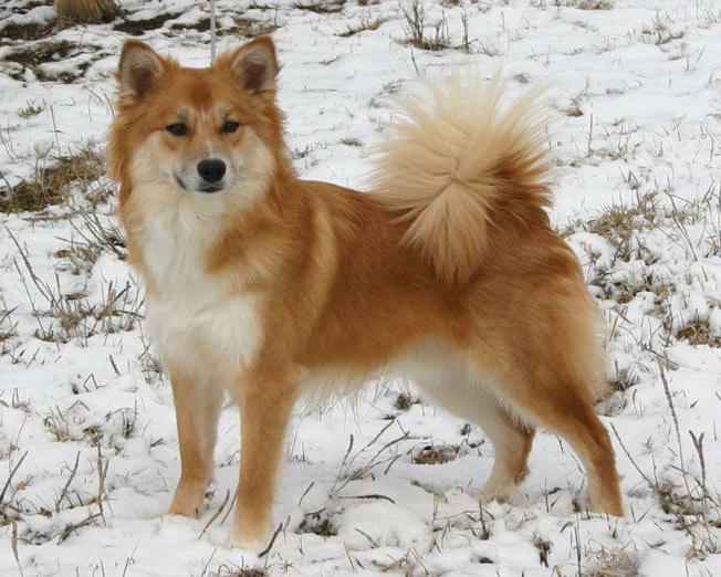 Icelandic SheepDog Breed Image 14