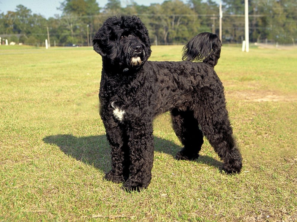 Portuguese Water Dog Breed Image 14