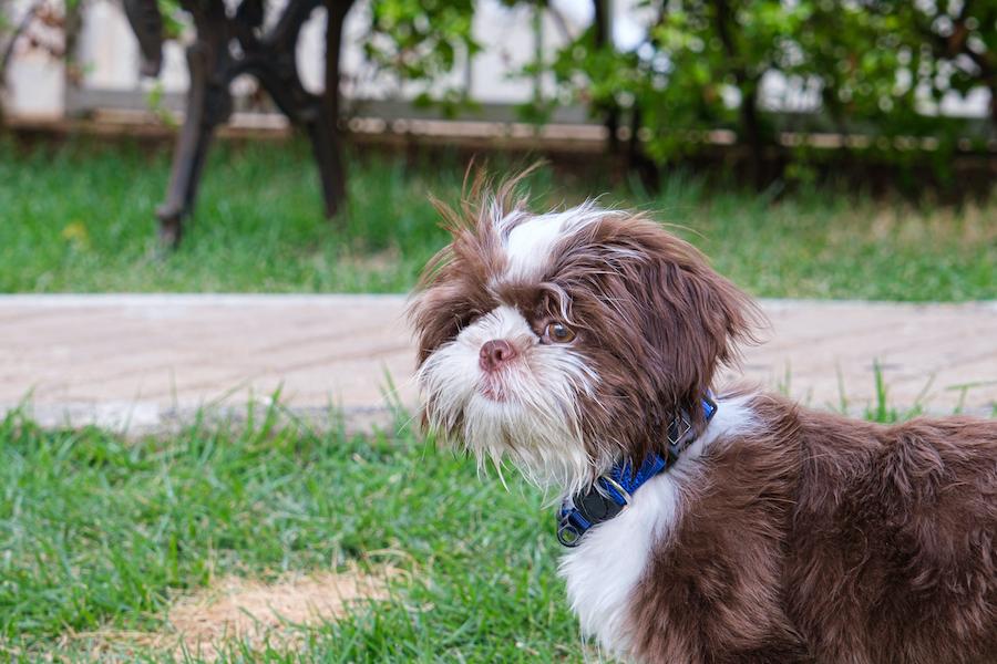 What Sheds Less- Short Hair or Long-Haired Dogs Image 14