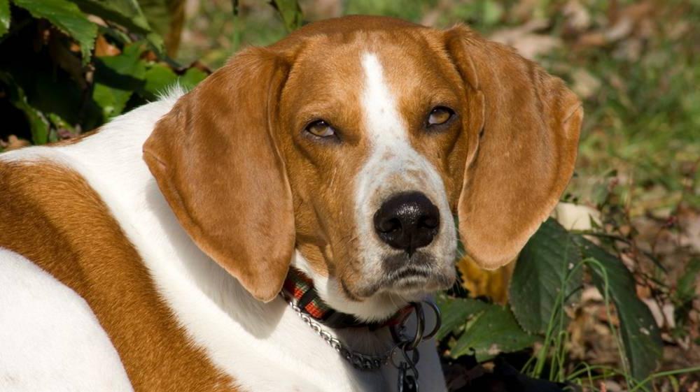 American Foxhound Dog Breed Image 14