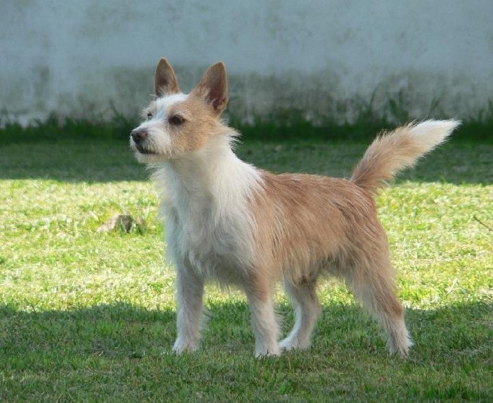 Portuguese Podengo Dog Breed Image 14