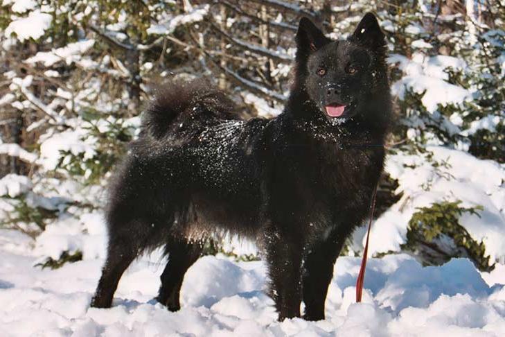 Swedish Lapphund Dog Breed Image 15