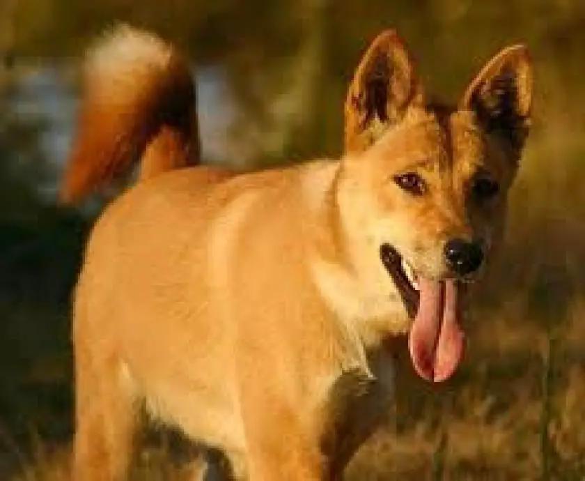 Dingo Dog Breed Image 15