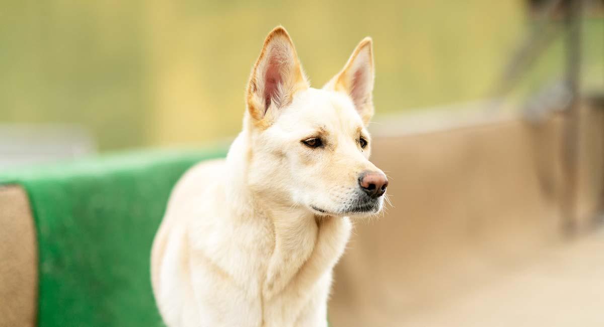 Korean Jindo Dog Breed Image 15