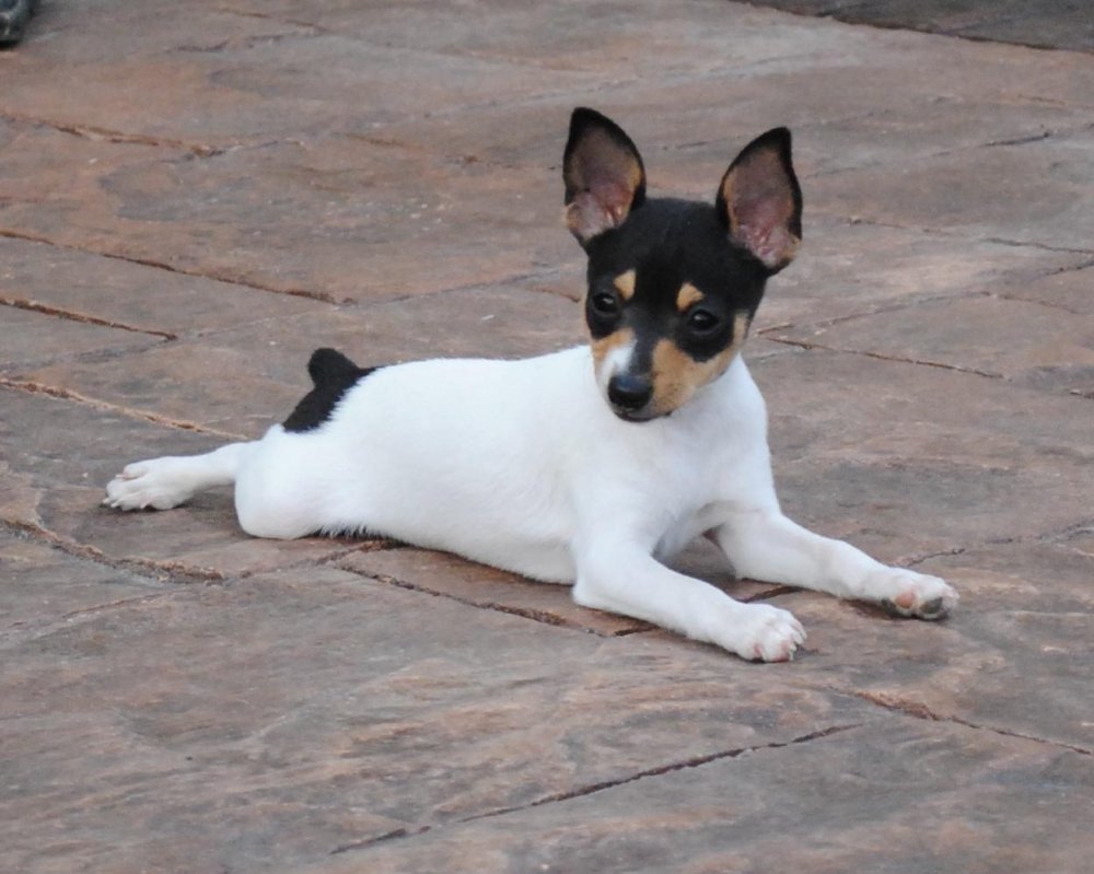 Toy Fox Terrier Dog Breed Image 15