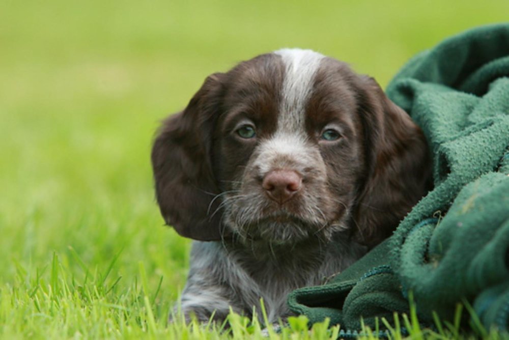 German Spaniel Dog Breed Image 15