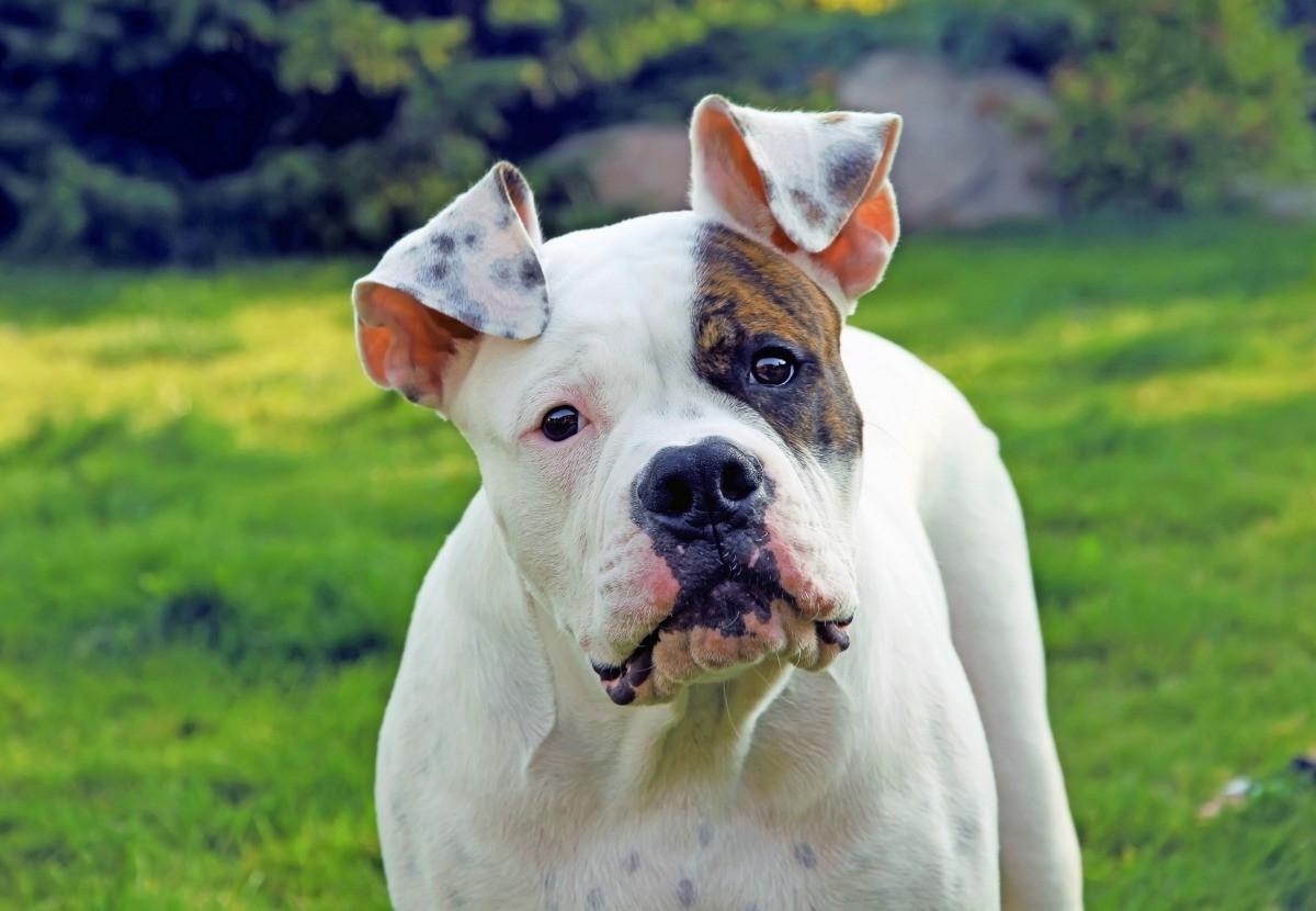 American BullDog Breed Image 15