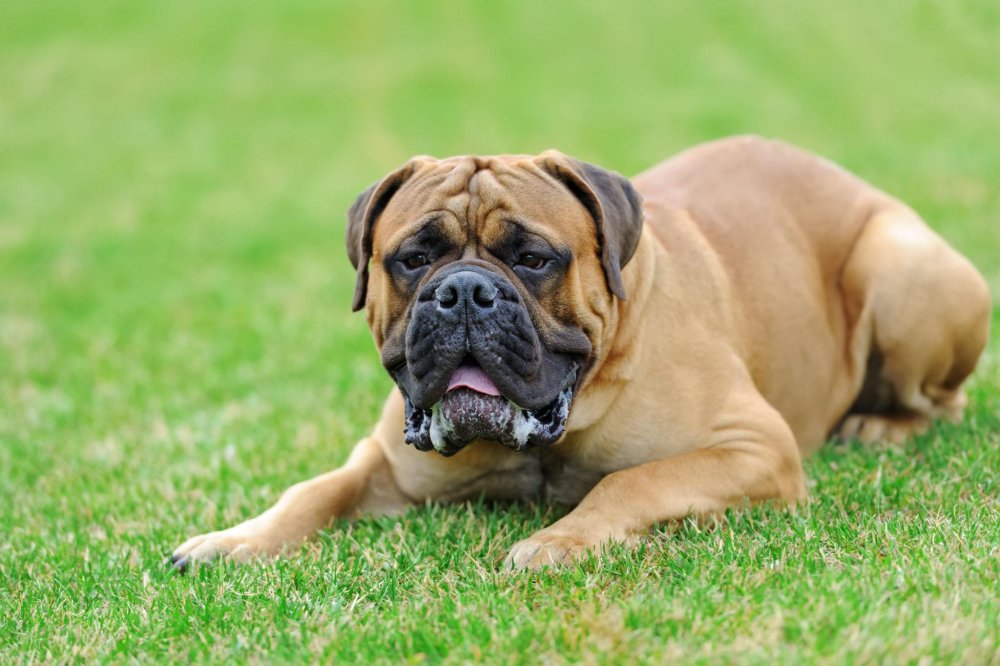 English Mastiff Dog Breed Image 15