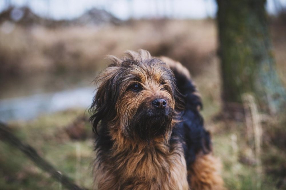 Istrian Coarse-haired Hound Dog Breed Image 15