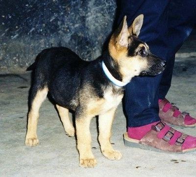 Kunming Dog Breed Image 15