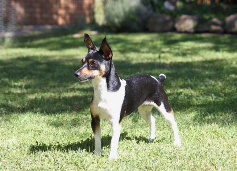 Miniature Fox Terrier Dog Breed Image 15