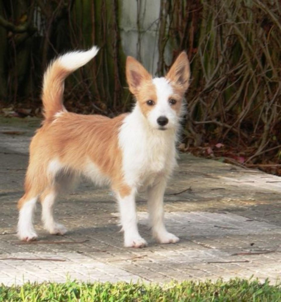 Portuguese Podengo Dog Breed Image 15