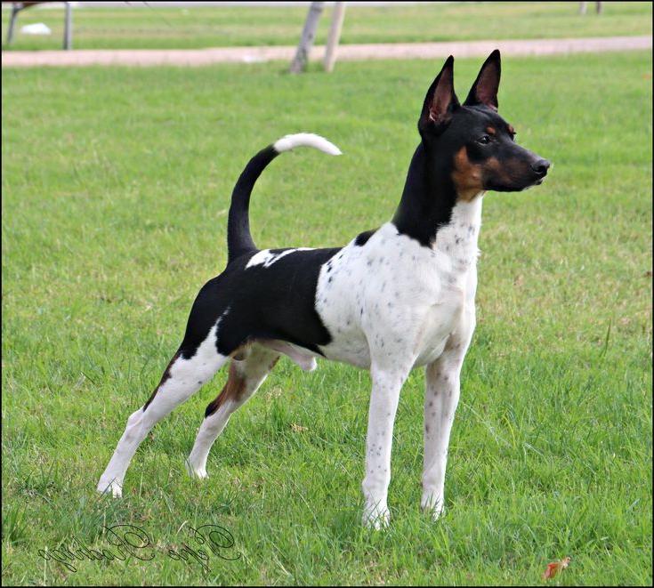 Ratonero Valenciano Dog Breed Image 15