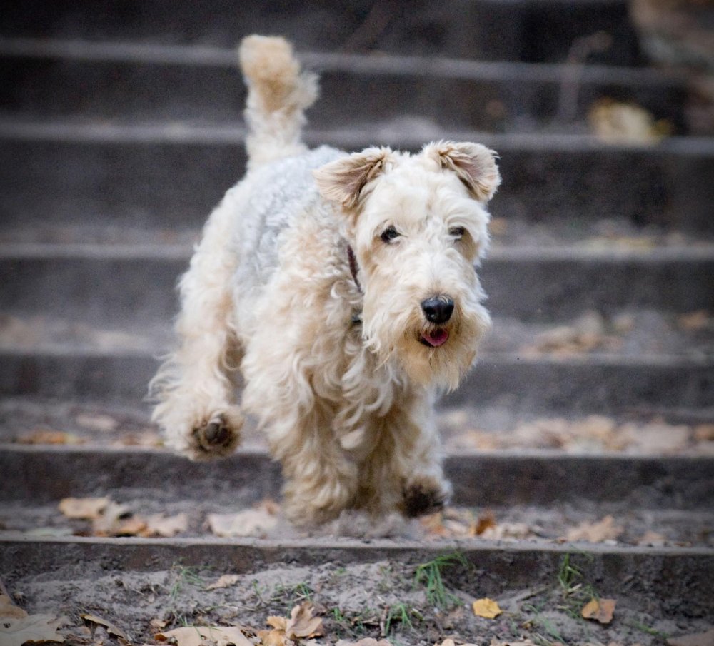 Lakeland Terrier Dog Breed Image 16