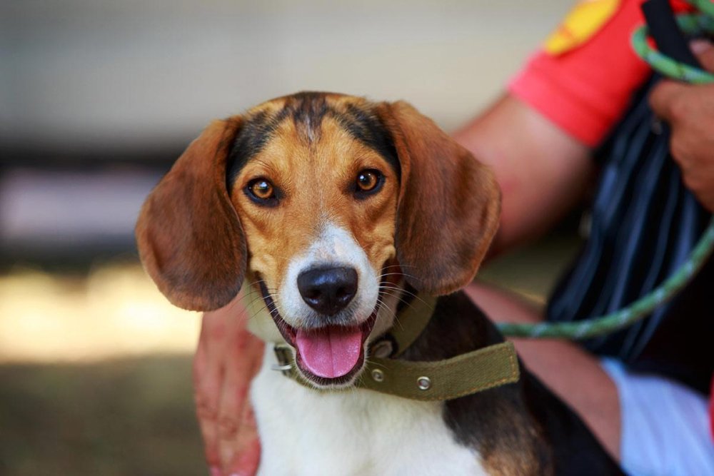 American Foxhound Dog Breed Image 16