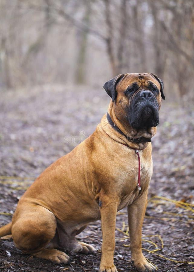 English Mastiff Dog Breed Image 16