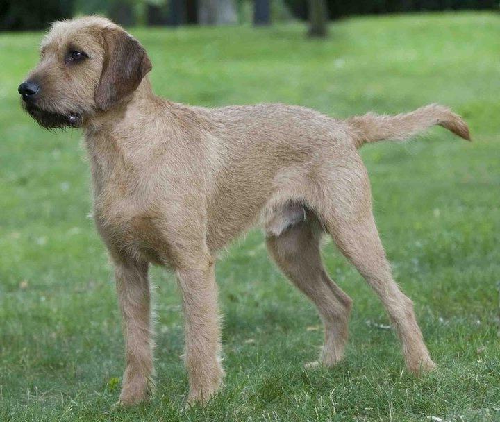 Istrian Coarse-haired Hound Dog Breed Image 16