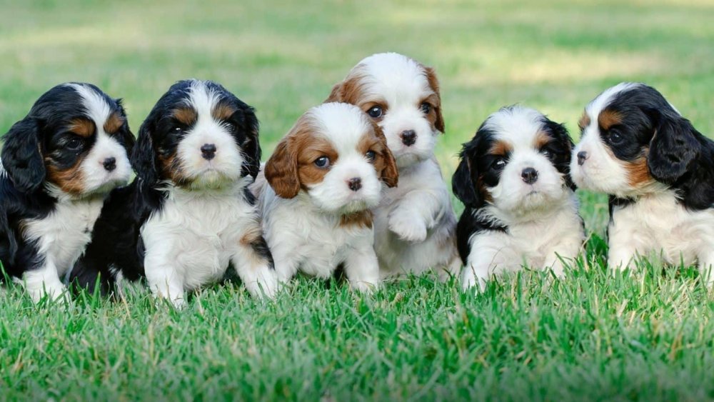 King Charles Spaniel Dog Breed Image 17