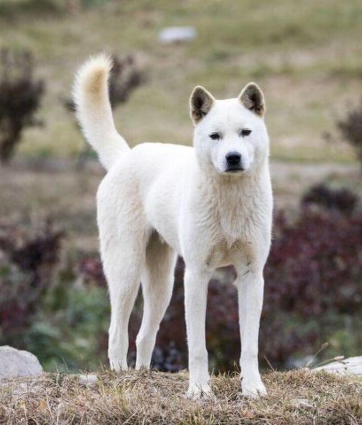 Korean Jindo Dog Breed Image 17