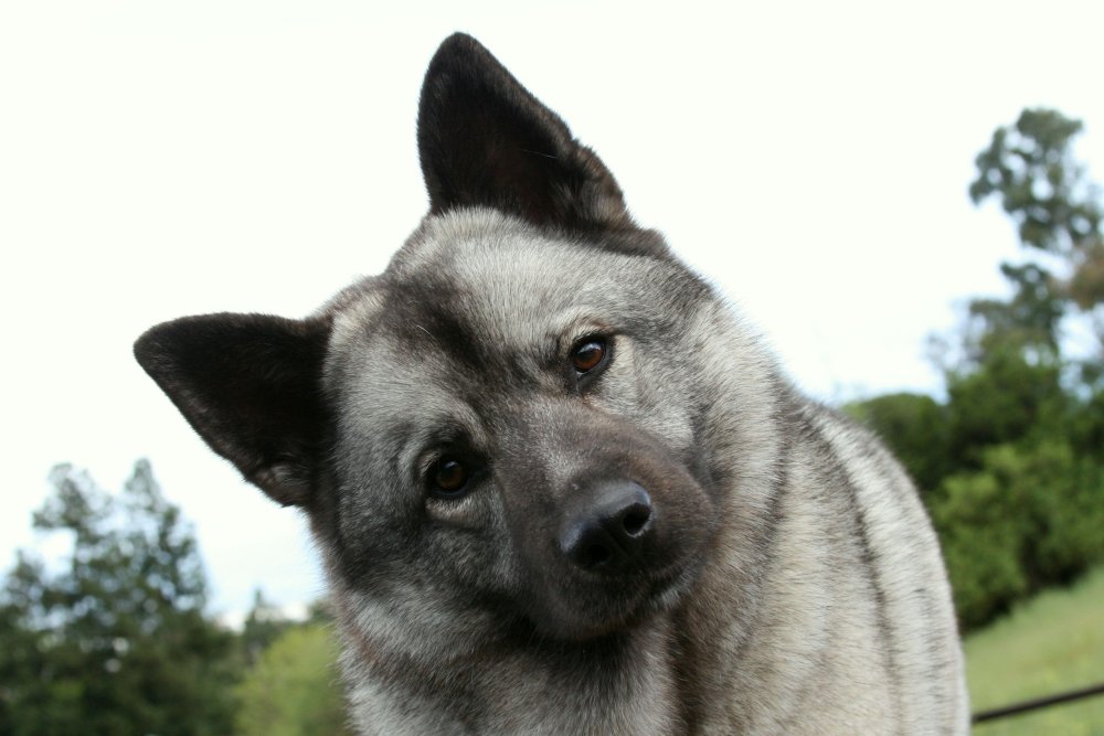 Norwegian Elkhound Dog Breed Image 17