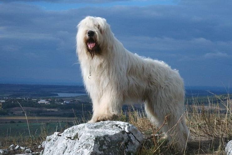 South Russian Ovcharka Dog Breed Image 17