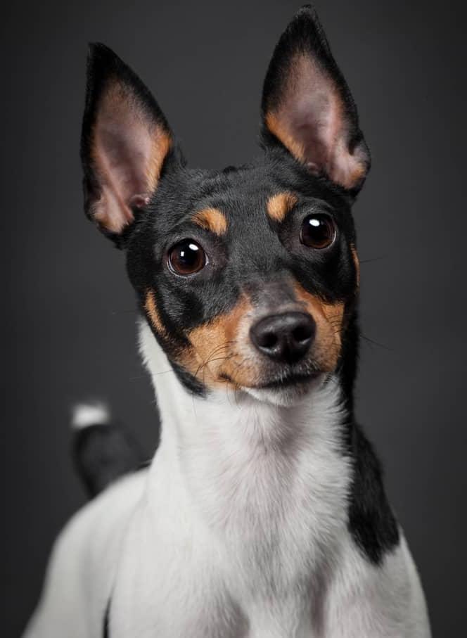 Toy Fox Terrier Dog Breed Image 17