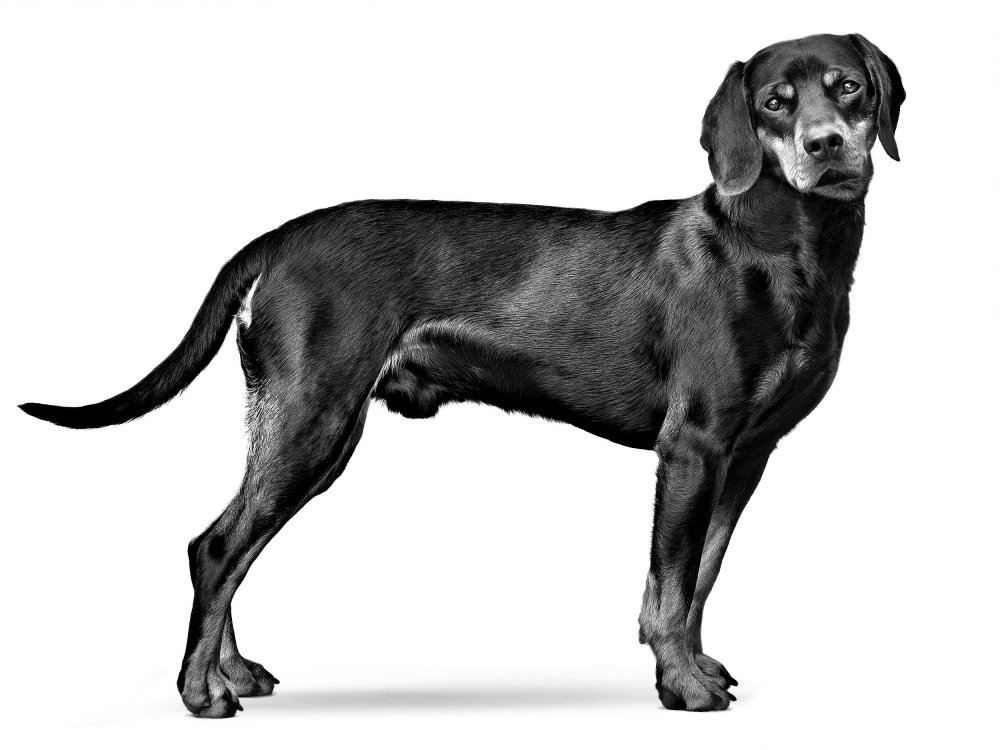 Austrian Black and Tan Hound Dog Breed Image 17