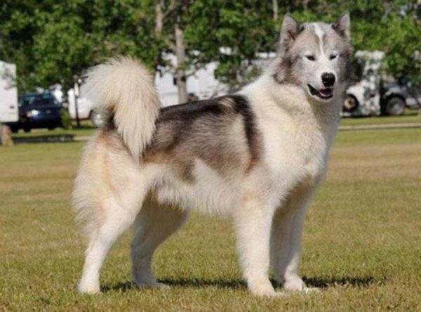 Canadian Eskimo Dog Breed Image 17