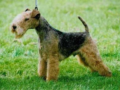 Old English Terrier Dog Breed Image 17