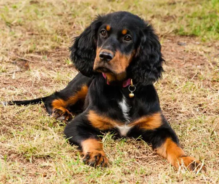 Gordon Setter Dog Breed Image 18