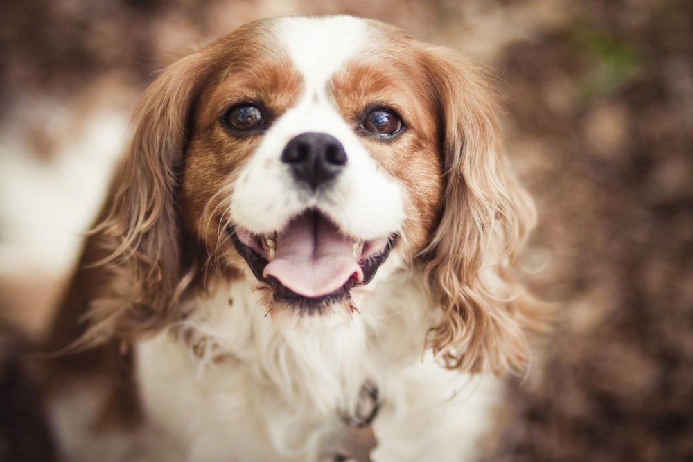 King Charles Spaniel Dog Breed Image 18