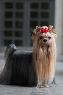 Yorkshire Terrier Dog Breed Image 18