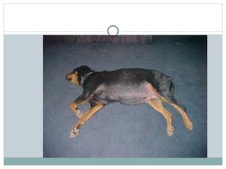 Eclampsia in Dogs Image 18