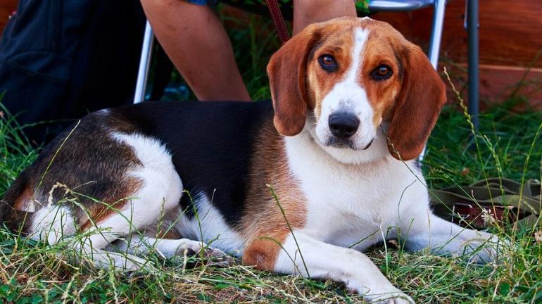 American Foxhound Dog Breed Image 18