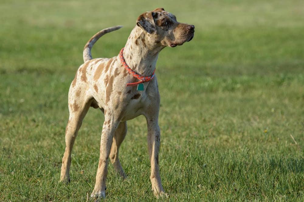 Catahoula Leopard Dog Breed Image 18