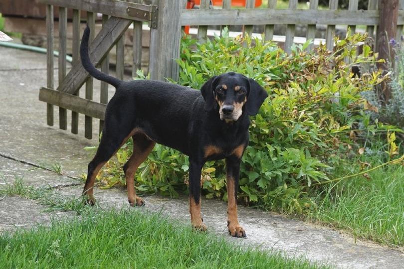 Austrian Black and Tan Hound Dog Breed Image 18